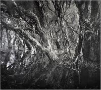 1. paperbark swamp ( silver gelatin print ) by Gregory Bell