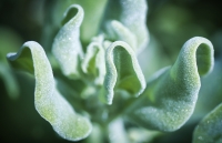 1. Ice Plant by Lucy Mandyczewsky