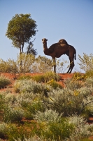 6. Great Sandy Desert by Garry Davies