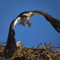 4. You just sit there.  I'll get lunch by Garry Davies