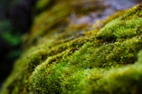 19. Moss by Richard Sak