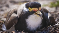 14. Heated Banded Lapwing by Lucy Mandyczewsky