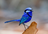 5. Splendid Fairy Wren by Kee Seng Foo