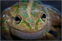 14. Frog by Tony Hopkins