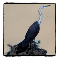 2. Pacific Heron by James Harrison