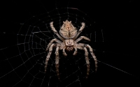 3. She Hunts At Night -  Common Orb Spider by Sandra Chung
