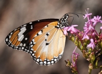 6. Monarch Butterfly by Toni Segers