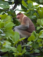 8. Proboscus Monkey by Alex Graham