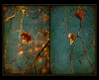 12. Autumnal Diptych by Bianca Koehler
