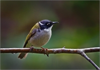 13. Srong-billed Honeyeater by Tony Hopkins