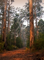 15. Bushwalk by Nola Sumner