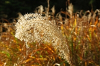 3. grasses in the wind by Margaret Laing