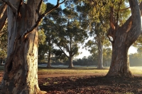 11. Morning Gums by Trevor Browning