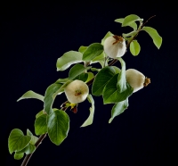 2. quince  ( Cydonia oblonga ) by Gregory Bell