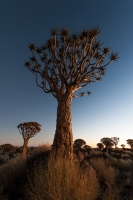 3. Quiver Tree Forest by Neville Bryant